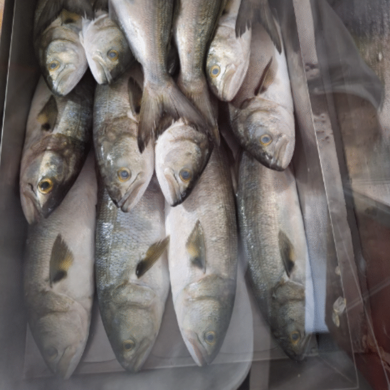 Peixaria no Bela Vista Sabor do Mar